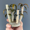 Glass Bamboo Plant