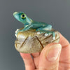 Glass Frog